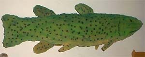 Bugs and Critters Doug Newman  Children's Music, Kid's Music 